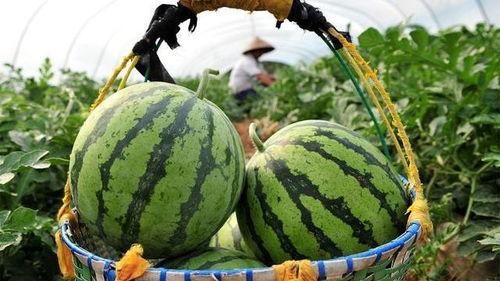 意大利吵架吃瓜视频,一场吃瓜群众的意大利吵架视频揭秘