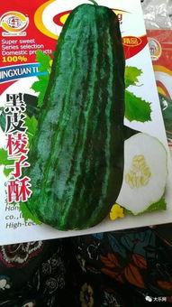 黑皮酥瓜能炒吃吗视频