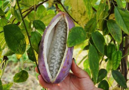 歪果仁吃八月瓜视频大全,一场跨国美食冒险之旅