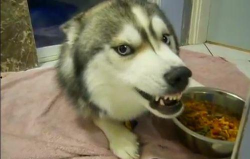 哈士奇吃贝贝瓜好吗视频