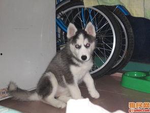 哈士奇吃贝贝瓜好吗视频