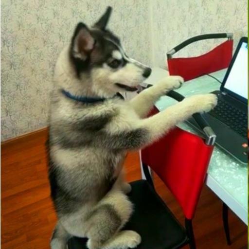 哈士奇吃贝贝瓜好吗视频