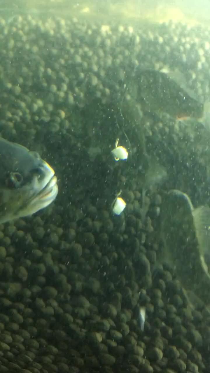 买鱼吃瓜的视频大全下载,笑料百出，精彩纷呈！