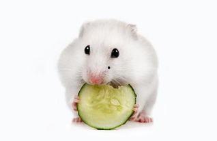 仓鼠可以吃网格瓜吗视频,网格瓜的适宜性探讨