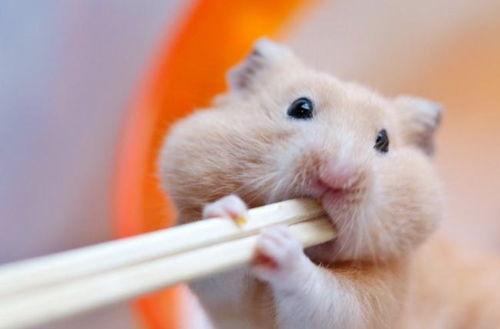 仓鼠可以吃网格瓜吗视频,网格瓜的适宜性探讨