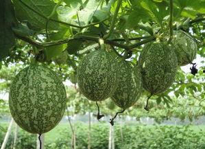 吊瓜为什么煮不烂吃呢视频