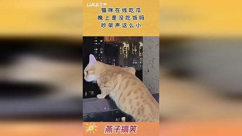 吵架吃瓜的声音视频
