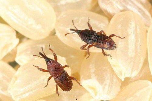 吃瓜的大虫子图片大全视频