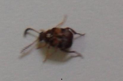 吃瓜的大虫子图片大全视频