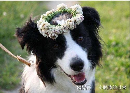 边牧可以吃兰瓜吗视频,边牧安全食用兰瓜的揭秘与注意事项