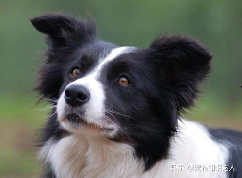 边牧可以吃兰瓜吗视频,边牧安全食用兰瓜的揭秘与注意事项