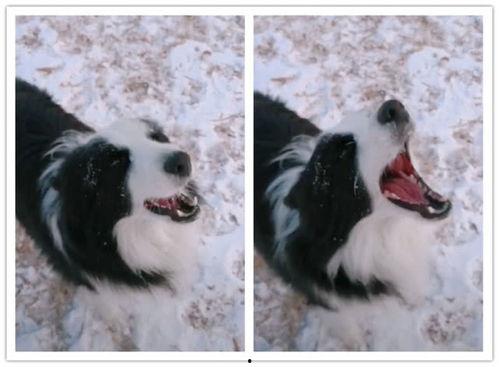 边牧可以吃兰瓜吗视频,边牧安全食用兰瓜的揭秘与注意事项