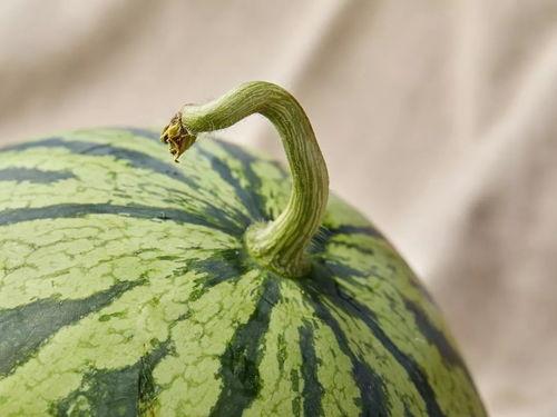 吃瓜上海视频,吃瓜视频背后的城市生活画卷