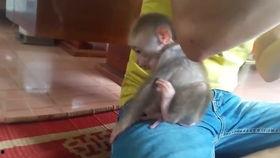 猴吃瓜搞笑视频,萌宠演绎欢乐喜剧