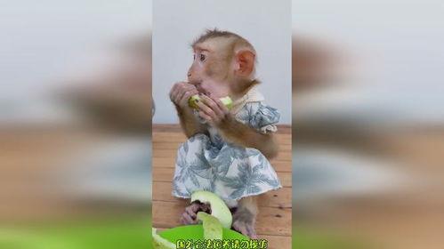 猴吃瓜搞笑视频,萌宠演绎欢乐喜剧
