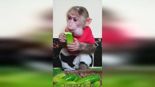 猴吃瓜搞笑视频,萌宠演绎欢乐喜剧