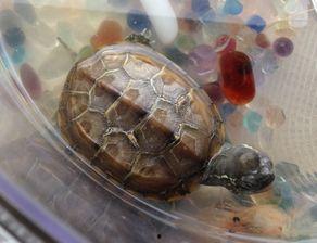 小乌龟吃佛手瓜视频教程,视频教程带你解锁美味新技能