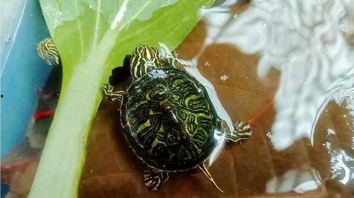 小乌龟吃佛手瓜视频教程,视频教程带你解锁美味新技能