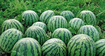 奶龙吃瓜原视频,一场爆笑的视觉盛宴