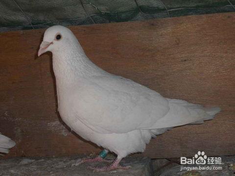 网红吃瓜鸽子视频,是美食还是恶搞？