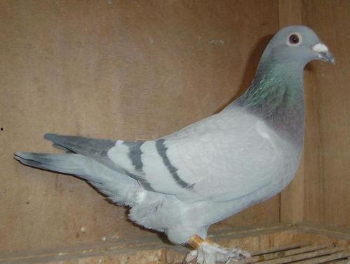 网红吃瓜鸽子视频,是美食还是恶搞？