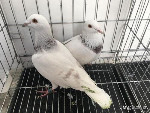 网红吃瓜鸽子视频,是美食还是恶搞？