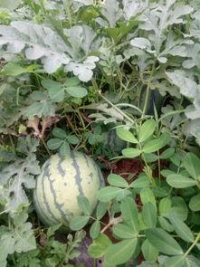 九个月可以吃小瓜吗视频,小瓜美味新尝试