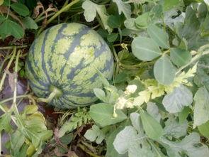 九个月可以吃小瓜吗视频,小瓜美味新尝试