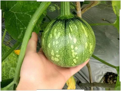 九个月可以吃小瓜吗视频,小瓜美味新尝试