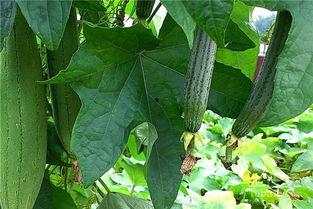 吃黄皮瓜危害视频讲解图片,警惕潜在危害，守护健康生活