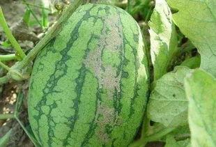 吃黄皮瓜危害视频讲解图片,警惕潜在危害，守护健康生活