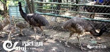 鸵鸟吃瓜视频在线观看免费,鸵鸟吃瓜萌态十足，萌趣视频引网友热议