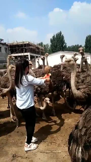 鸵鸟吃瓜视频在线观看免费,鸵鸟吃瓜萌态十足，萌趣视频引网友热议