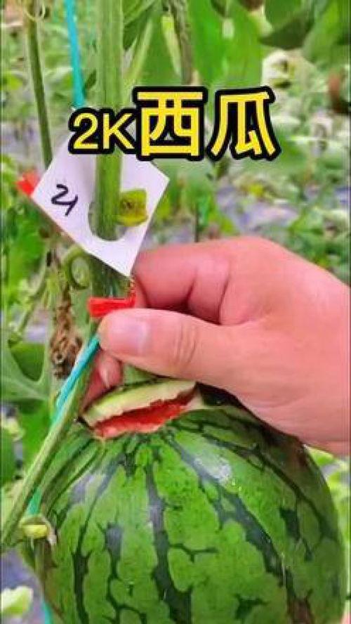 吃瓜带货零食视频,跟随吃瓜达人解锁美味带货新潮流