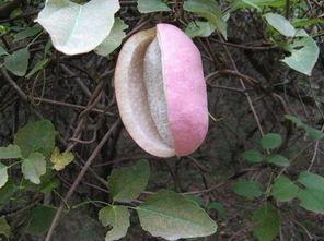 山鸡吃八月瓜好不好呢视频,山鸡食用八月瓜的益处与注意事项