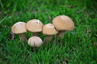 吃瓜蘑菇视频新科技,揭秘新科技背后的奇妙世界