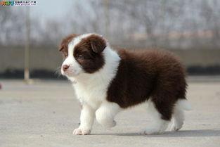 边牧可以吃三月瓜吗视频,边牧安全食用三月瓜的实证分享