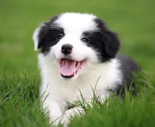 边牧可以吃三月瓜吗视频,边牧安全食用三月瓜的实证分享