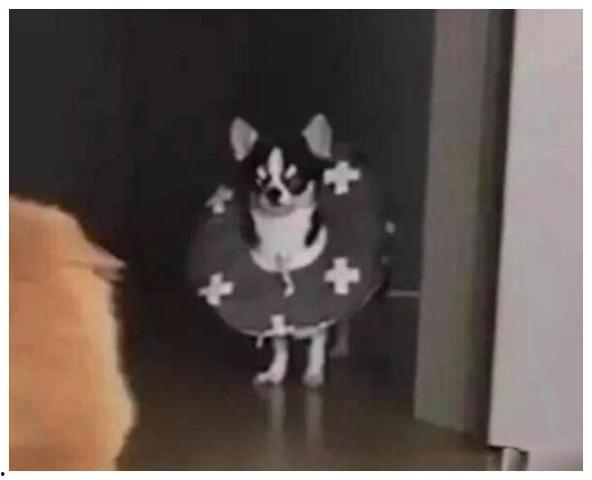 喂狗吃瓜群众视频播放,狗狗吃瓜场面萌翻网友