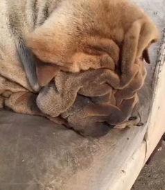 喂狗吃瓜群众视频播放,狗狗吃瓜场面萌翻网友