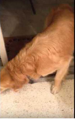 喂狗吃瓜群众视频播放,狗狗吃瓜场面萌翻网友