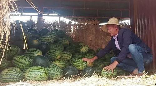 昆明呈贡吃瓜事件真相视频