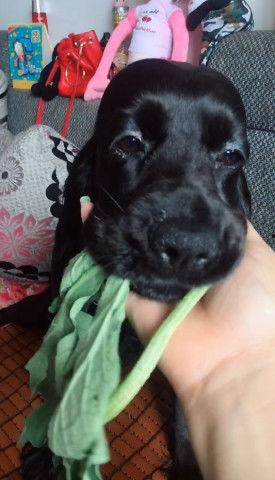 狗狗吃三叶瓜好吗视频讲解,三叶瓜对狗狗的益处与食用指南