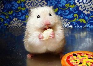 仓鼠可以吃网格瓜吗视频,网格瓜的适宜性探讨