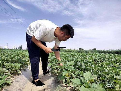 民勤吃瓜比赛视频,一场视觉与味觉的双重盛宴