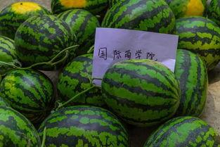 吃瓜视频可以发吗,网络舆论场中的娱乐与真相