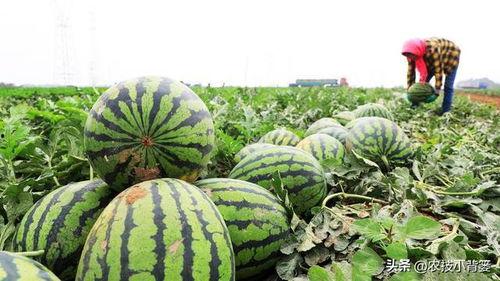 吃瓜视频可以发吗,网络舆论场中的娱乐与真相