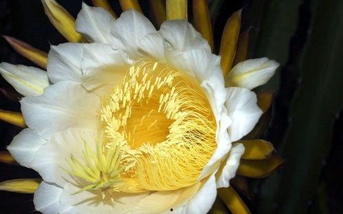 吃瓜霸王花搞笑视频下载,笑料横生，欢乐无限