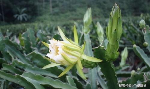 吃瓜霸王花搞笑视频下载,笑料横生，欢乐无限