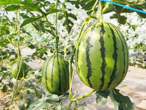 吃瓜视频详情在线观看